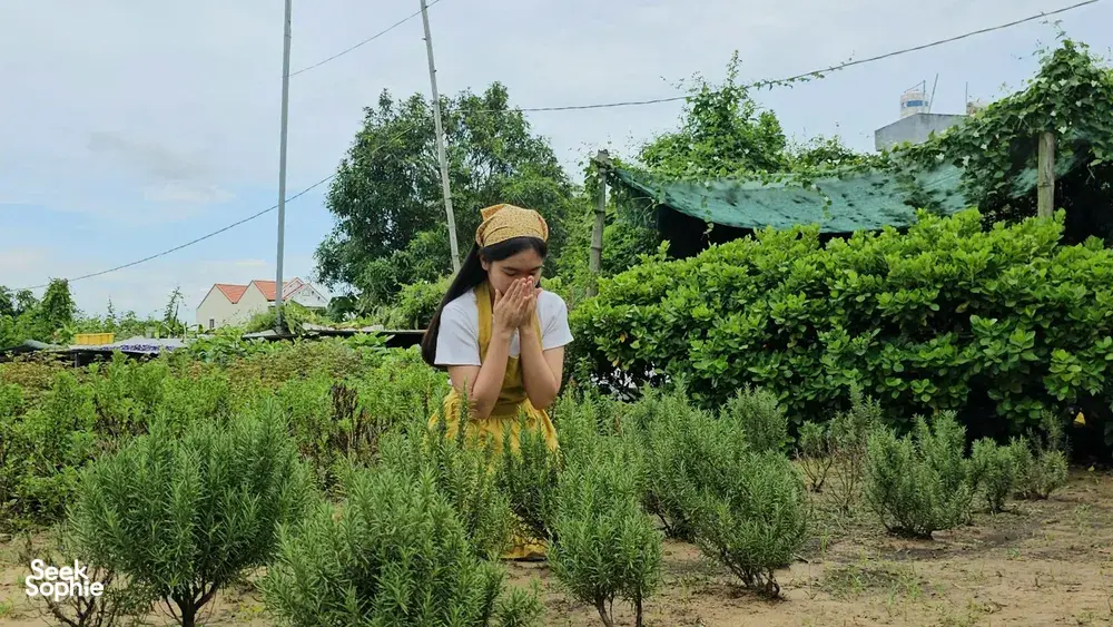 Seek Sophie option picture