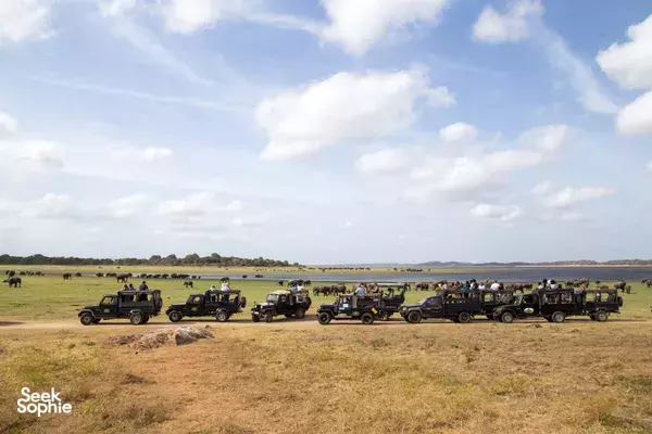 Kaudulla National Park | Morning Safari