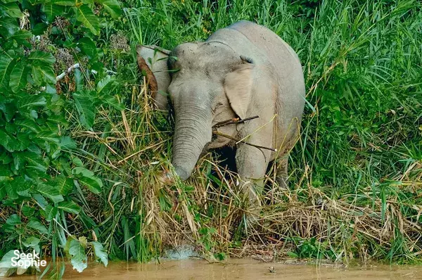 Elephant foraging in tall jungle grass beside shallow water during wildlife watching in Lower Kinabatangan on the Kinabatangan River