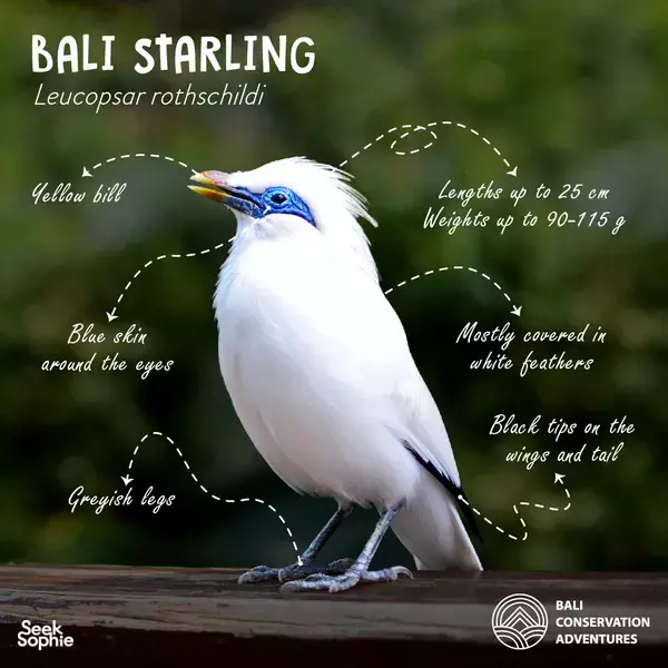 Saving Bali's Starling Bird | 2nd Rarest Bird in the World