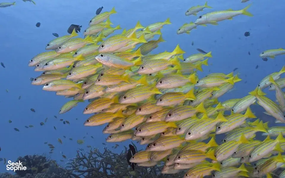 Seek Sophie option picture