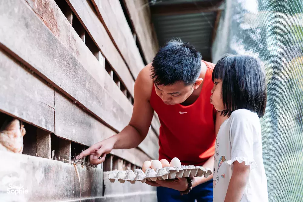 Seek Sophie option picture