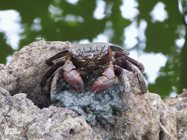 Jelajah Lahan Basah Privat dengan Pemandu di Sungei Buloh