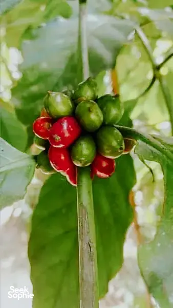 Bunches of green and red chillies hanging from a plant in Khao Lak, shown as fresh local ingredients
