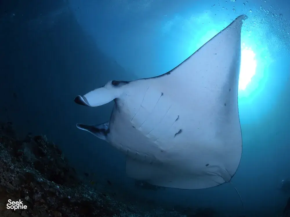 Manta ray cruising through blue water with sunbeams during a dive on a 3D2N join-in sailing trip to Komodo Island