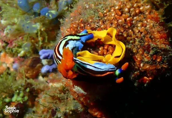 Colourful nudibranch on coral during a macro scuba fun dive off Lombok Pink Beach near Kuta