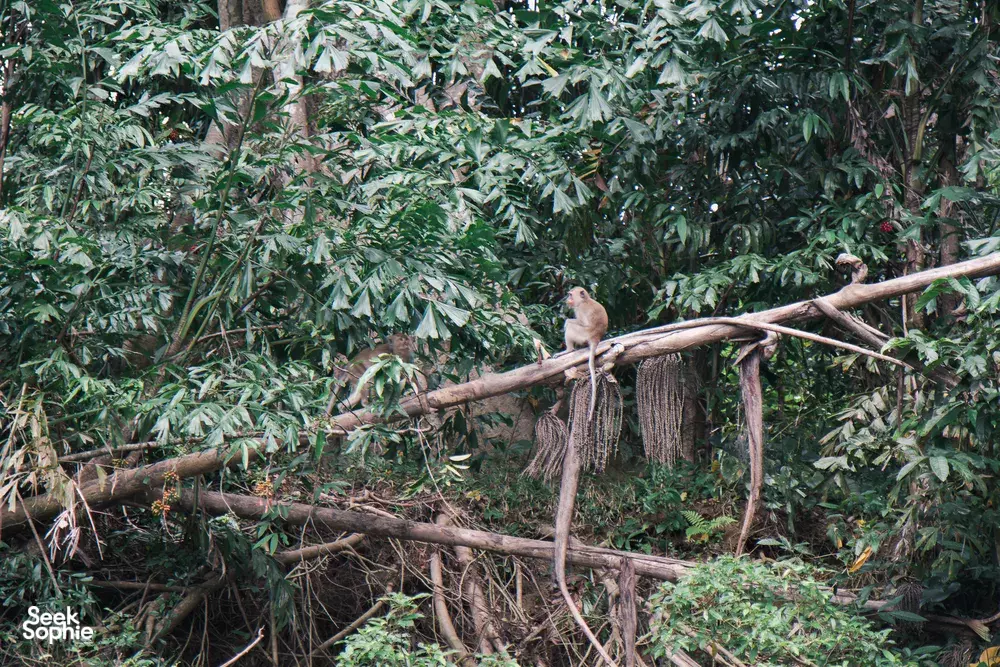 Hiker standing on a rustic bamboo lookout in dense jungle during a forest trail walk in Khao Sok National Park, Thailand