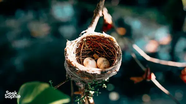 Close-up of a bird nest with eggs hanging over water, surrounded by branches in the Mekong Delta during a birdwatching boat ride