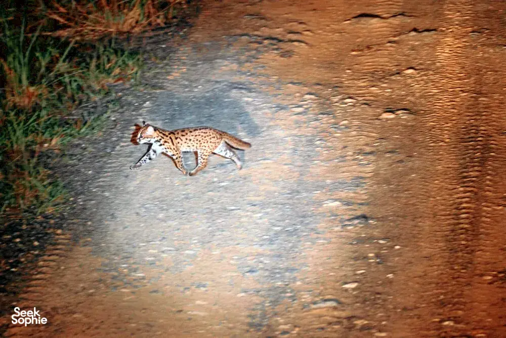 Seek Sophie option picture