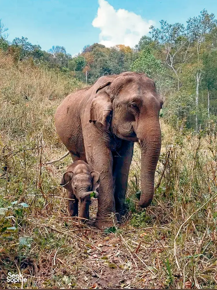 Seek Sophie option picture