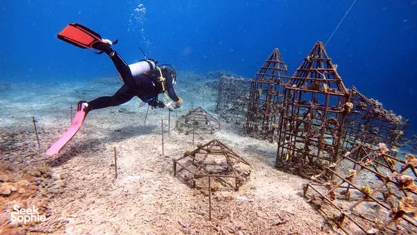 4 day reef conservation in Bali