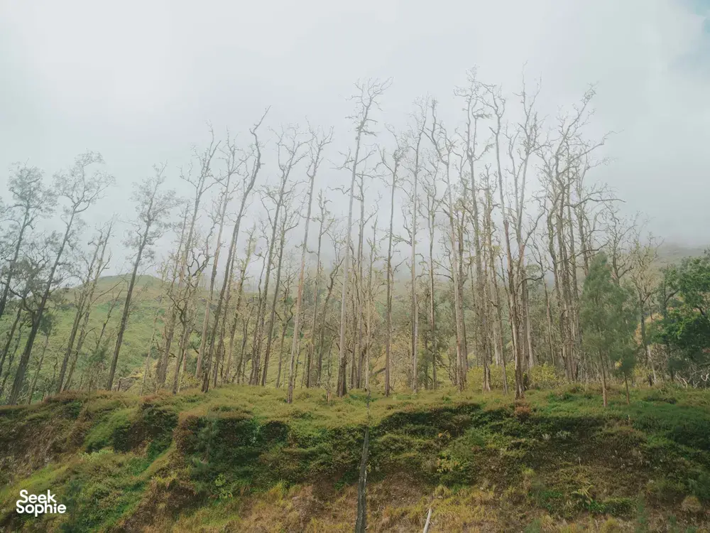 Seek Sophie option picture