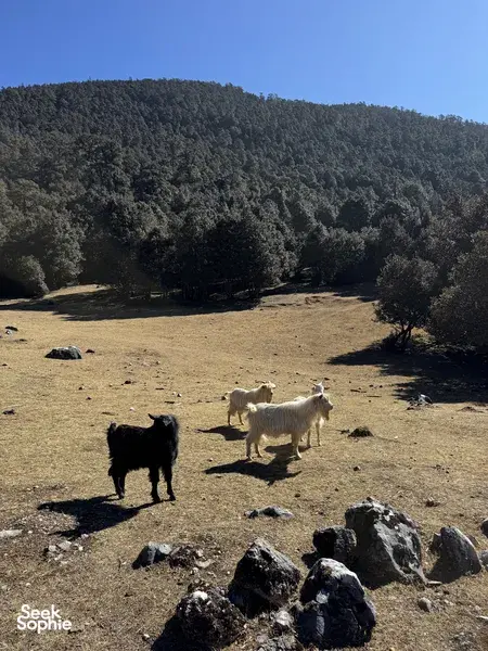 2天1夜彝族和纳西族村落徒步 | 包含民宿住宿