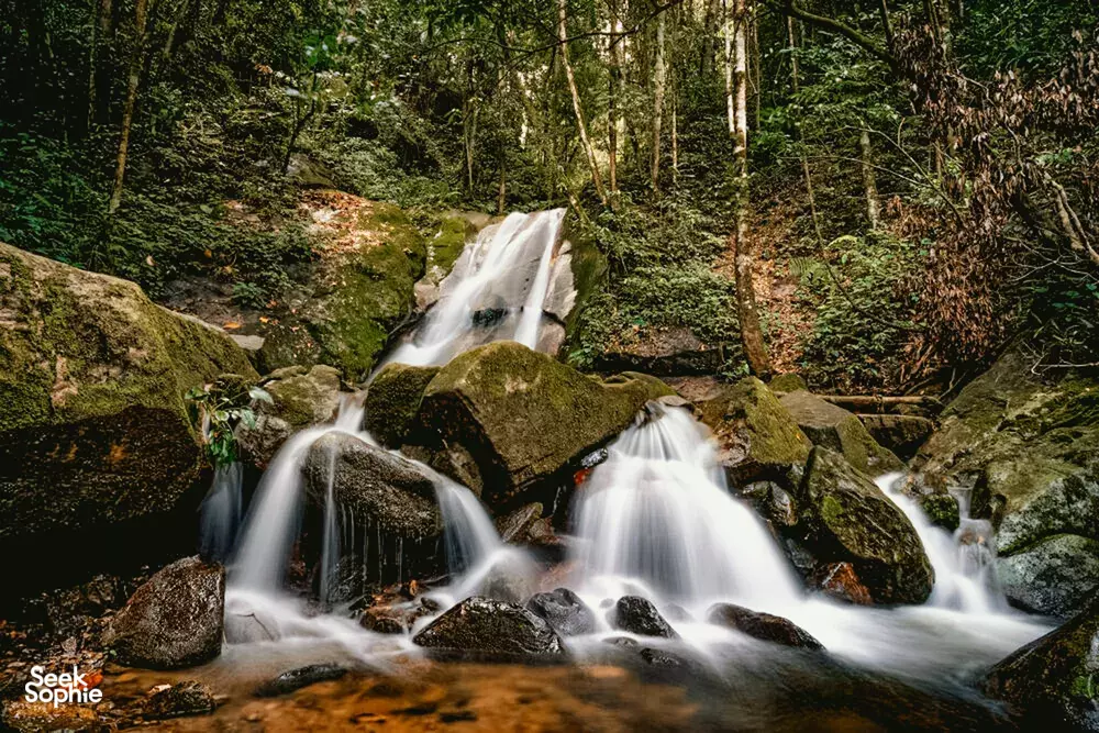 Seek Sophie option picture