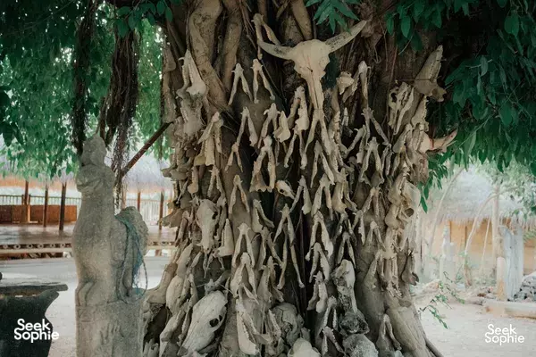 Hanging dried fish arranged across the roots and trunk of a large tree in a shaded outdoor yard on Sumba
