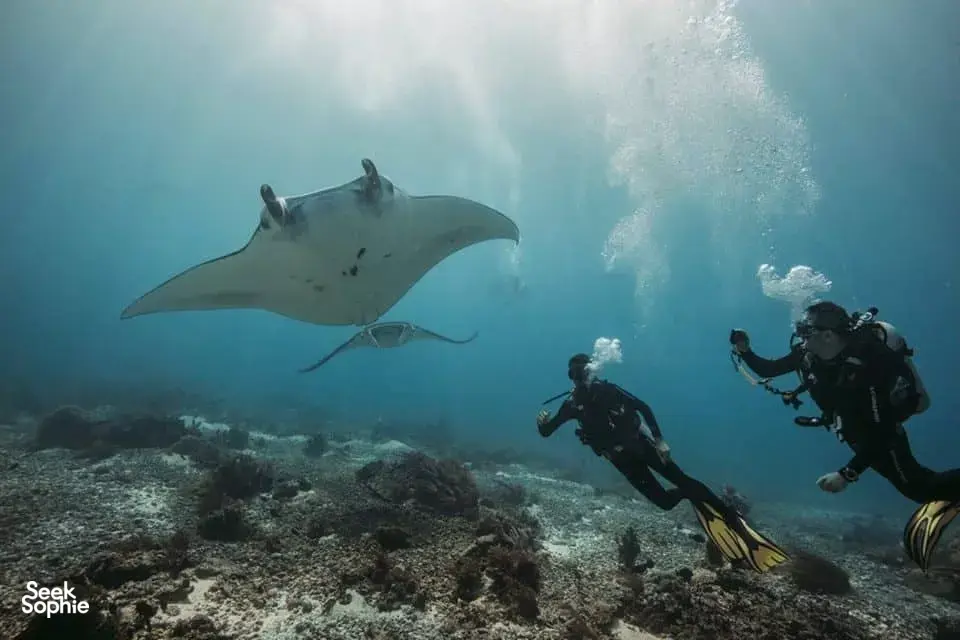 Menyelam bersama pari manta, hiu, penyu, dan lainnya di Taman Nasional Komodo