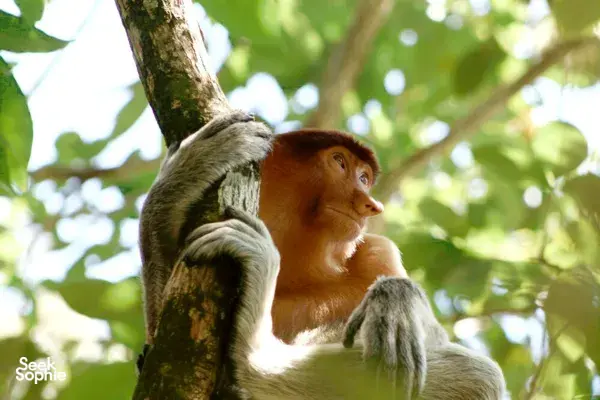 Bako National Park | Spot Wildlife with a Naturalist Guide