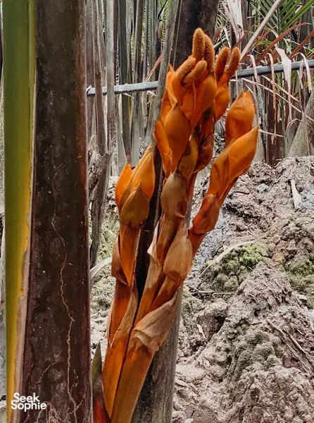 Uncover Kuching's Palm Sugar Tradition with a Local Family