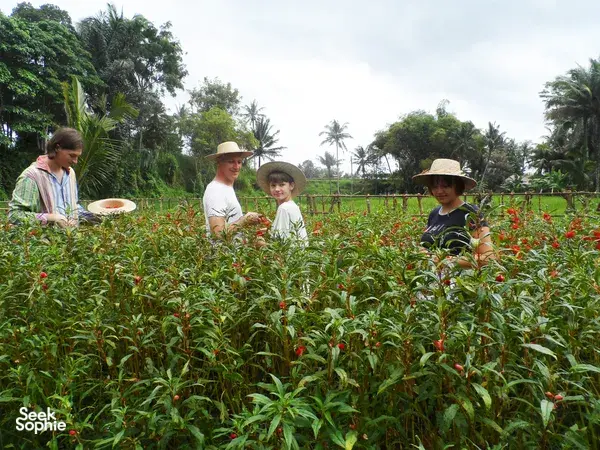 Ubud's Hidden Gem: Sustainable Farming + Cooking in Bali Rural Life