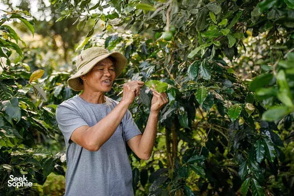 探索大叻的阿拉比卡咖啡农场