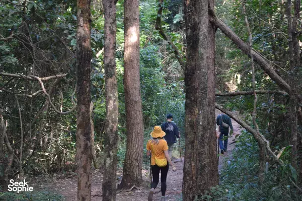 2D1N Ethical Elephant Observation with Doi Inthanon Hike & Night Under the Stars