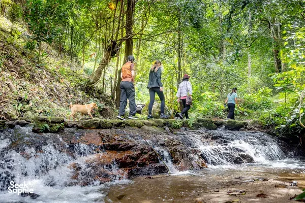 Group walks along a rocky stream through lush forest near a waterfall during a Mae Kampong foraging excursion in Chiang Mai