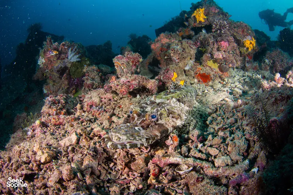 Purple and yellow reef fish swimming above a coral rubble garden on the Seaventures Dive Rig house reef