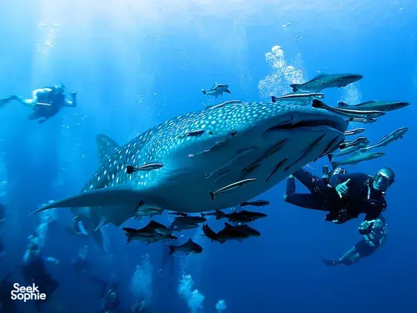 4D3N Scuba Liveaboard in North Andaman with Comfy AC Cabins | 10 Dives