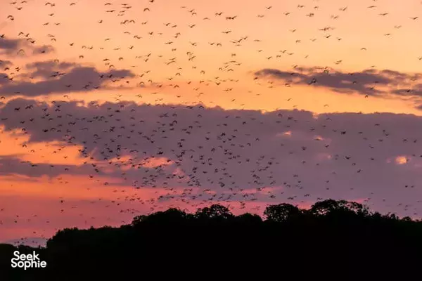 Waves of bats streaming across a dusk sky above silhouetted trees during a 4D3N sunset on Komodo Island