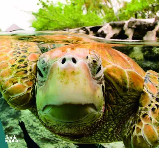 Saving Bali's Sea Turtles: Join the Conservation Effort (May-October)