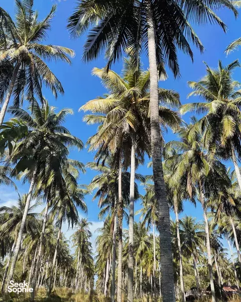 考拉秘境私人半日浮潜之旅