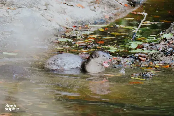 Otter swimming in a forest stream with floating leaves and shallow ripples in Khao Yai National Park