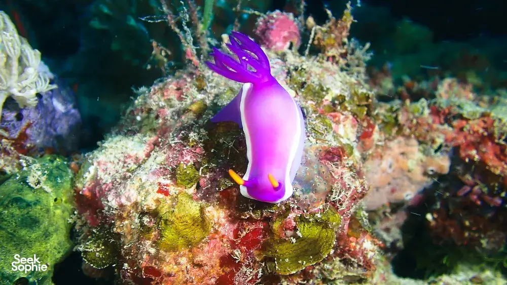 Purple sea slug nudibranch on a reef during macro diving in Semporna, part of the Luma Selakan 2D1N experience