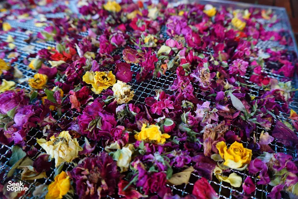 Seek Sophie option picture