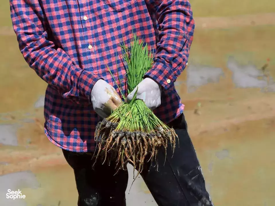 Seek Sophie option picture