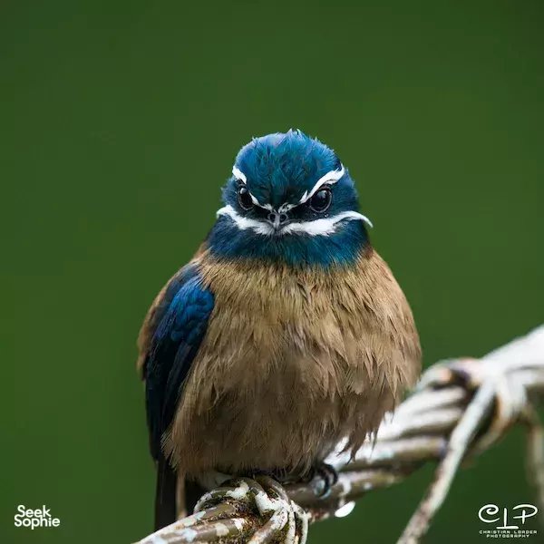Blue-capped bird perched on a branch against green background, seen during wildlife viewing in Danum Valley, Sabah