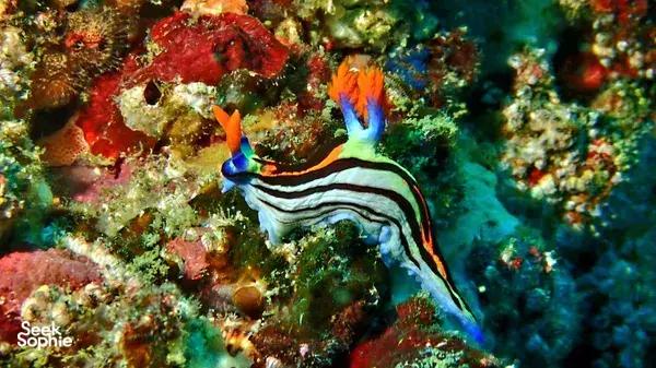 Colourful nudibranchs photographed on a macro dive off Lombok Pink Beach during 2 fun dives with Scuba Froggy from Kuta