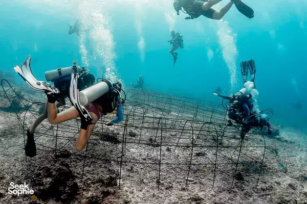 Pengalaman Penanaman Karang 3 Hari di Gili Trawangan