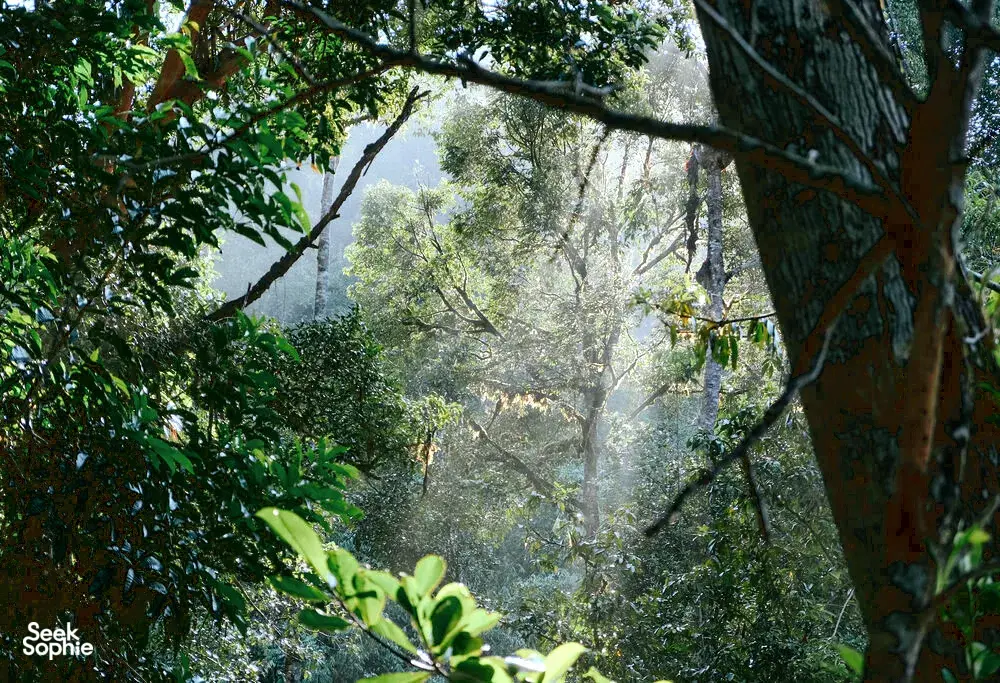 Lush rainforest canopy with misty trees at Ngapuh Homestead on Bidayuh ancestral land near Kuching, Sarawak