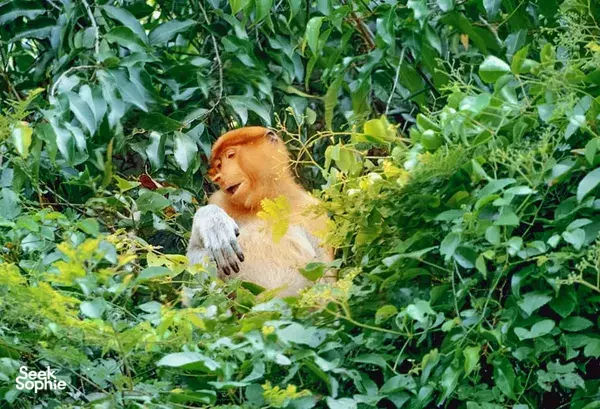 3D2N Kinabatangan River Experience in Secluded Jungle Retreat