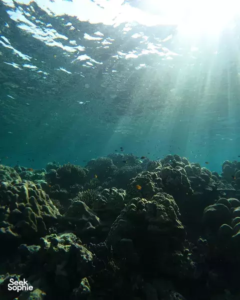 考拉秘境私人半日浮潜之旅