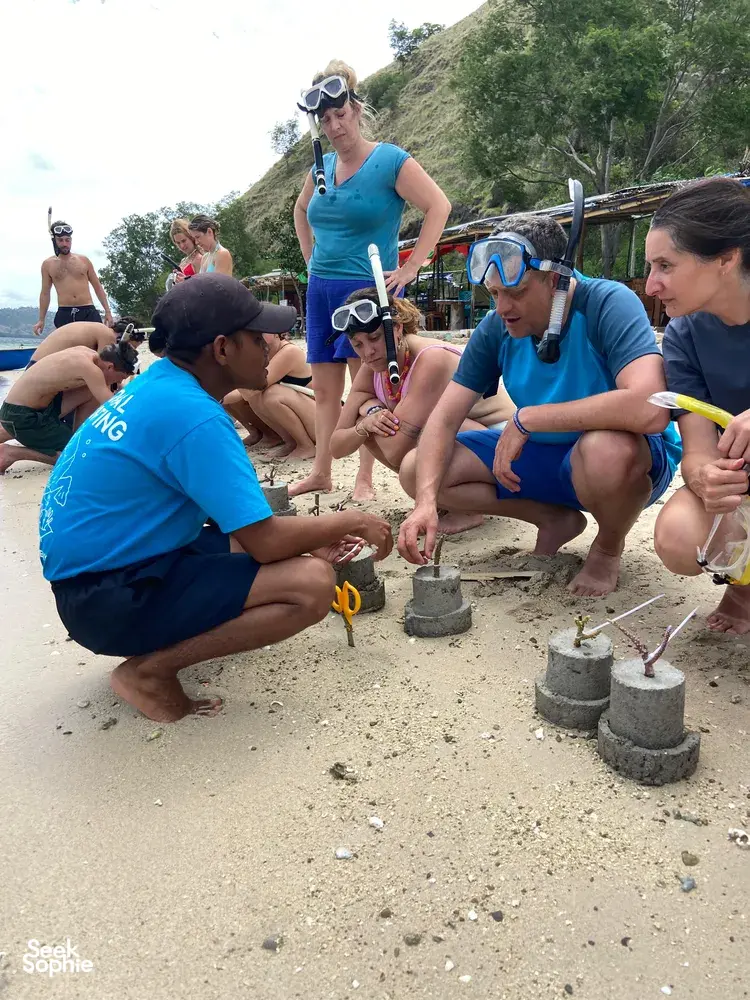 Team of snorkellers kneeling on sandy shore assembling coral plugs into cement blocks during restoration at Komodo Island