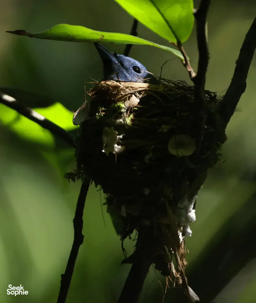 Small bird perched at its nest in a tree fork during Wildlife Safari Thailand’s expert birdwatching in Khao Yai