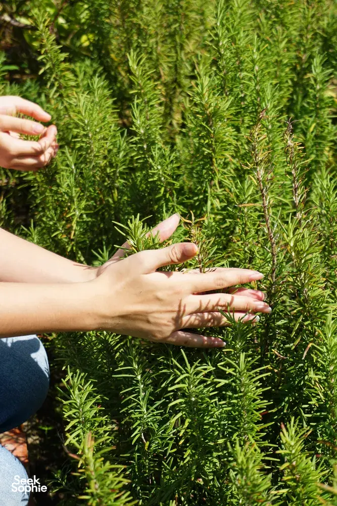 Seek Sophie option picture