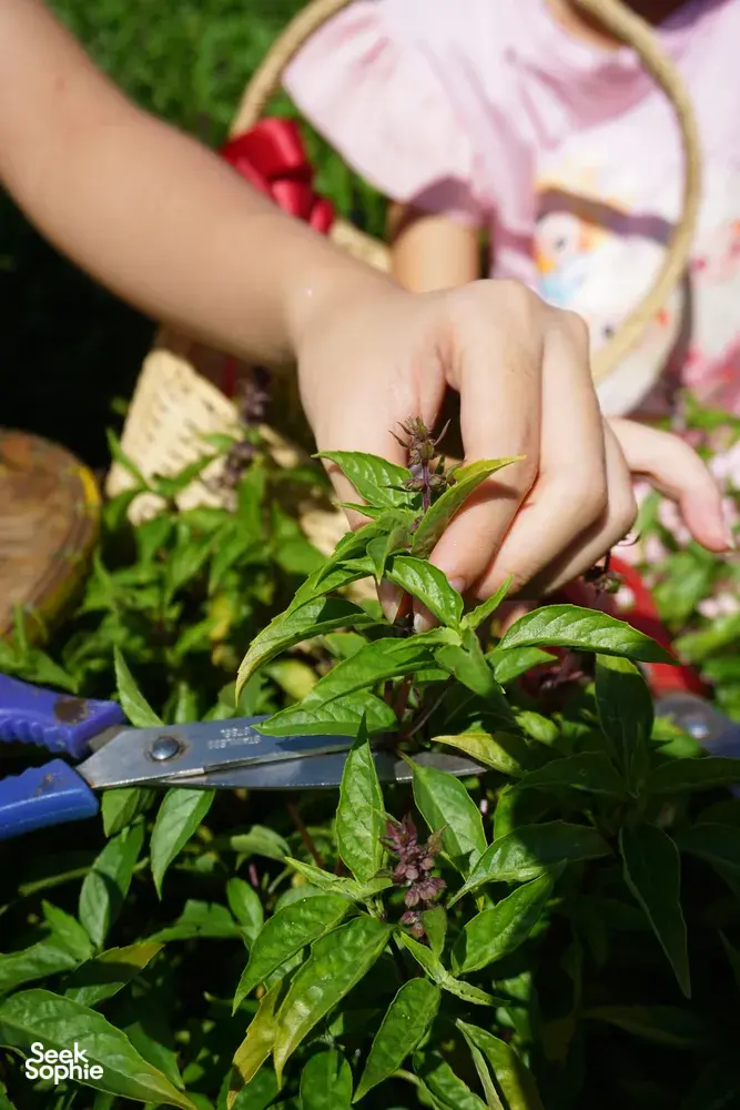 Seek Sophie option picture