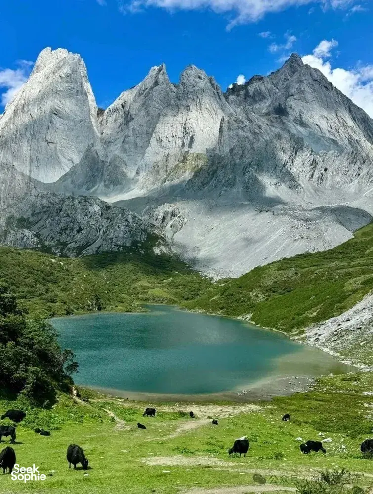 Turquoise alpine lake in Shangri-La with grazing yaks and towering snow-white peaks under a blue sky, on a trek