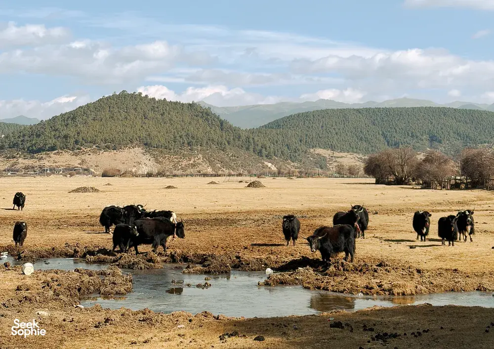 Cattle drinking from a shallow stream in a dry valley near Shangri-La, with forested mountains beneath cloudy skies