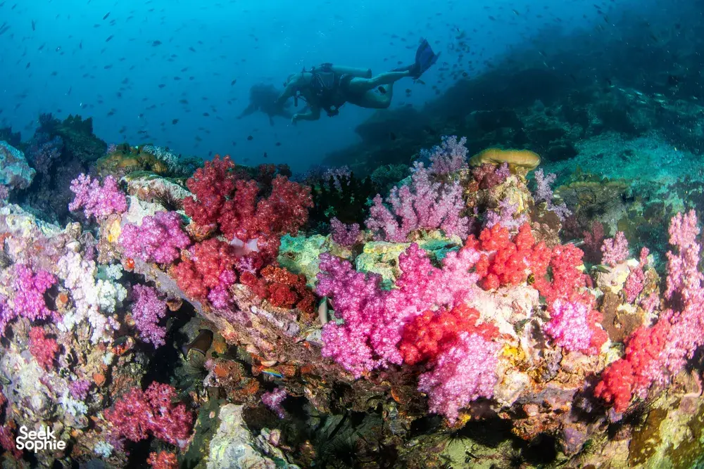 Seek Sophie option picture