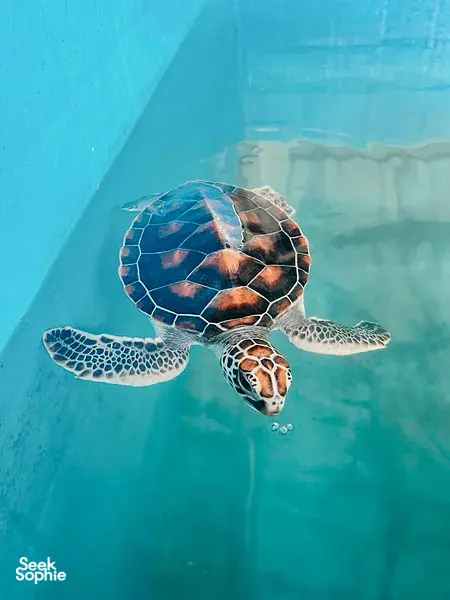 Sea turtle swimming beneath the surface in clear blue water, viewed from above during Hands Experiences Thailand’s turtle programme