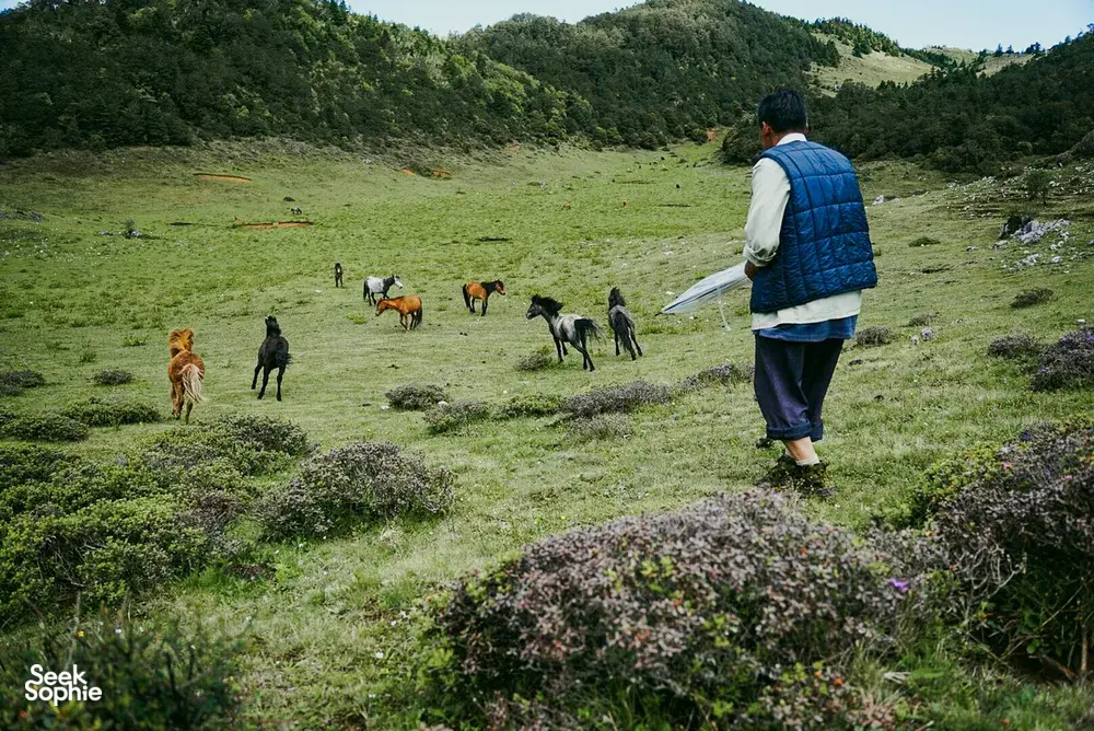 Hiker walking across a green hillside with grazing cows below during a Yi and Naxi village trek in Lijiang, Yunnan